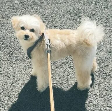 犬