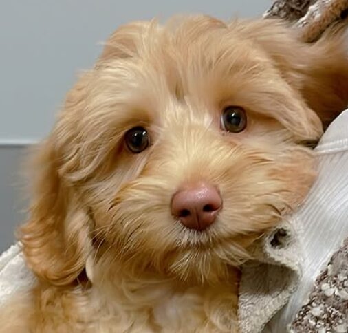 愛犬
